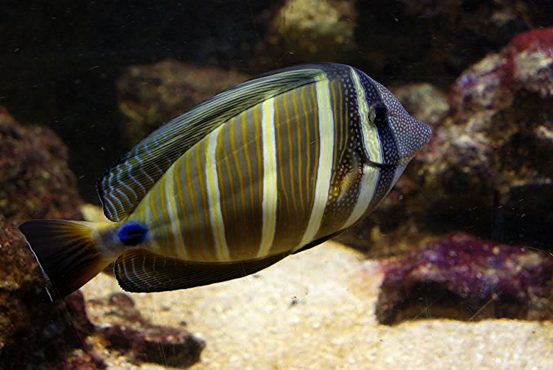 Visita al Acuario de O Grove Biotope Aquarium Forum